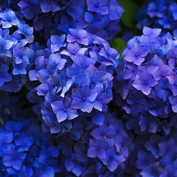 Paarse hortensia